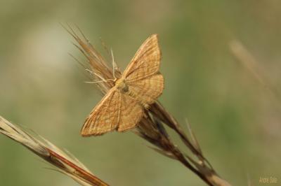  Idaea Treitschke, 1825