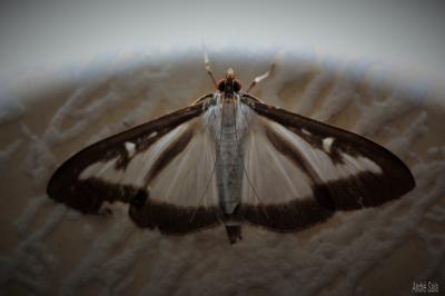 Pyrale du buis Cydalima perspectalis (Walker, 1859)