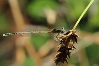 Agrion blanchâtre Platycnemis latipes Rambur, 1842