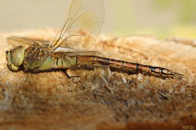 Anax porte-selle (L') Hemianax ephippiger (Burmeister, 1839)