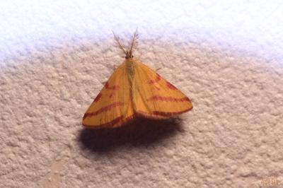 Ensanglantée des Renouées (La) Lythria purpuraria (Linnaeus, 1758)