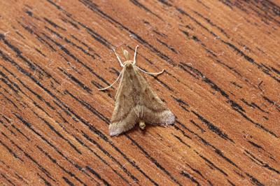  Synaphe punctalis (Fabricius, 1775)