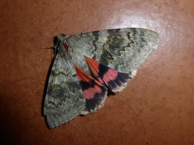 Déplacée (La) Catocala elocata (Esper, 1787)