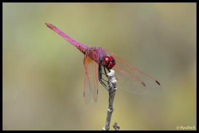 Trithémis annelé (Le) Trithemis annulata (Palisot de Beauvois, 1807)