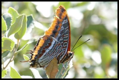 Nymphale de l'Arbousier (La), Jason (Le), Pacha à  Charaxes jasius (Linnaeus, 1767)