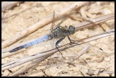 Orthétrum réticulé (L') Orthetrum cancellatum (Linnaeus, 1758)