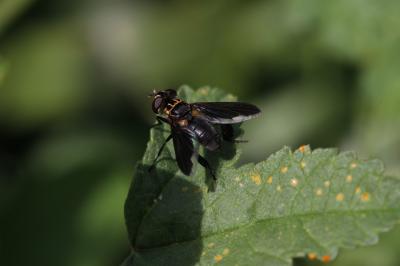  Trichopoda pennipes (Fabricius, 1781)