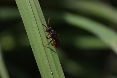  Nomada Scopoli, 1770