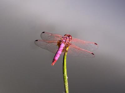 Trithémis annelé (Le) Trithemis annulata (Palisot de Beauvois, 1807)