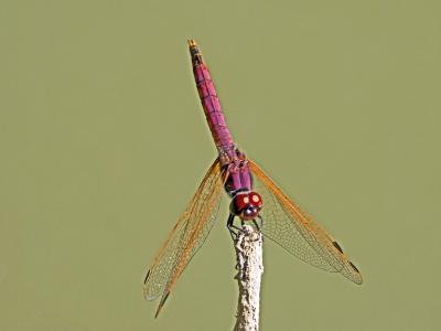 Trithémis annelé (Le) Trithemis annulata (Palisot de Beauvois, 1807)