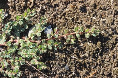 Euphorbe rampante Euphorbia serpens Kunth, 1817