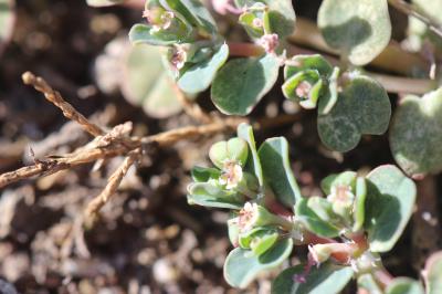 Euphorbe rampante Euphorbia serpens Kunth, 1817