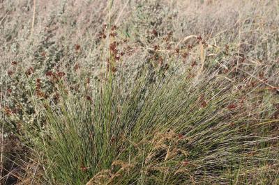 Jonc aigu, Jonc à tépales pointus Juncus acutus L., 1753