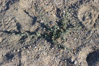 Renouée maritime Polygonum maritimum L., 1753