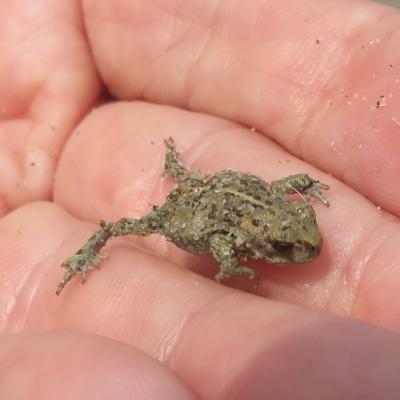 Crapaud calamite Epidalea calamita (Laurenti, 1768)