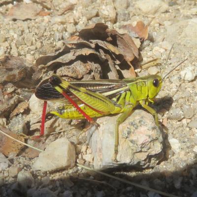 Arcyptère bariolée, Poupée sibérienne, Criquet bar Arcyptera fusca (Pallas, 1773)