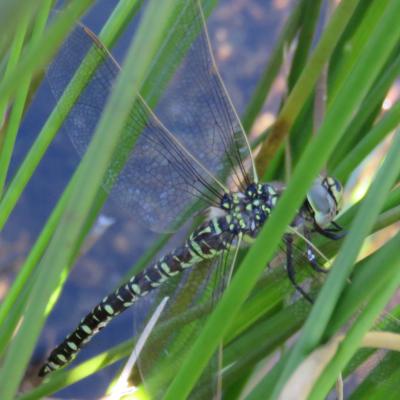 Aeschne des joncs Aeshna juncea (Linnaeus, 1758)
