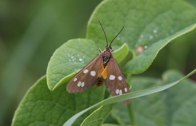 Ménagère (La) Dysauxes punctata (Fabricius, 1781)
