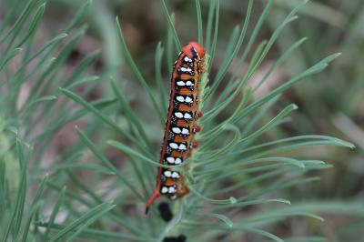 Sphinx de l'Euphorbe (Le) Hyles euphorbiae (Linnaeus, 1758)