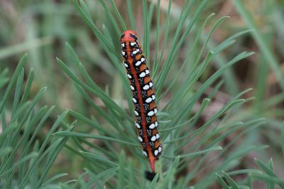 Sphinx de l'Euphorbe (Le) Hyles euphorbiae (Linnaeus, 1758)