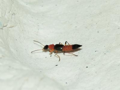 Staphylin rouge à tête noire & étuis bleus Paederus riparius (Linnaeus, 1758)