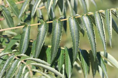 Sumac hérissé, Sumac Amarante Rhus typhina L., 1756