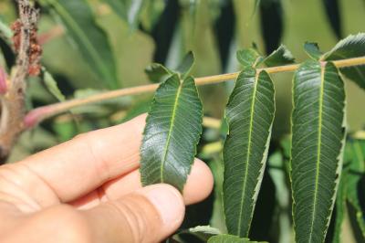 Sumac hérissé, Sumac Amarante Rhus typhina L., 1756