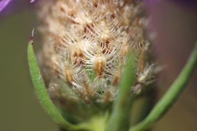 Centaurée de Debeaux Centaurea decipiens Thuill., 1799