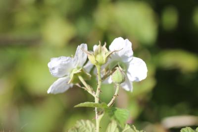 Rosier bleue, Ronce à fruits bleus, Ronce bleue Rubus caesius L., 1753
