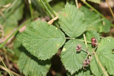 Rosier bleue, Ronce à fruits bleus, Ronce bleue Rubus caesius L., 1753