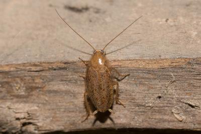  Ectobius pallidus (Olivier, 1789)