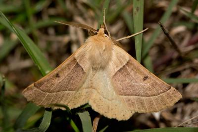 Phalène de la Mancienne (La), Crocalle commune (La Crocallis elinguaria (Linnaeus, 1758)