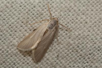  Acentria ephemerella (Denis & Schiffermüller, 1775)