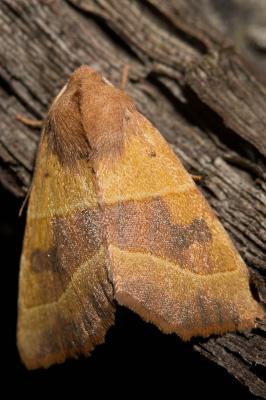 Xanthie topaze (La) Atethmia centrago (Haworth, 1809)