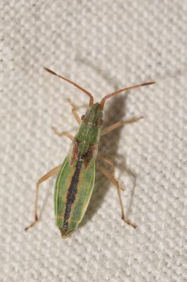  Myrmus miriformis (Fallén, 1807)