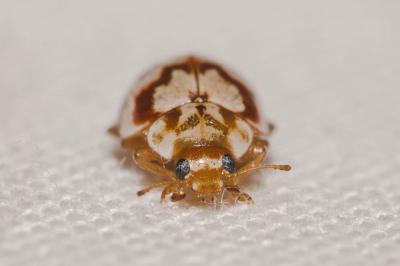 Coccinelle des pins Myrrha octodecimguttata (Linnaeus, 1758)