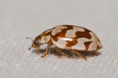 Coccinelle des pins Myrrha octodecimguttata (Linnaeus, 1758)