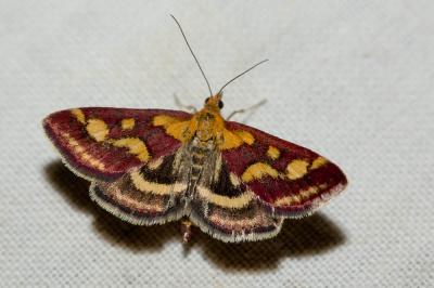  Pyrausta purpuralis (Linnaeus, 1758)