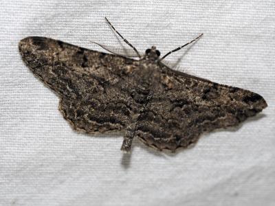 Boarmie rhomboïdale (La), Boarmie commune (La) Peribatodes rhomboidaria (Denis & Schiffermüller, 1775)