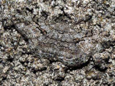 Boarmie rhomboïdale (La), Boarmie commune (La) Peribatodes rhomboidaria (Denis & Schiffermüller, 1775)