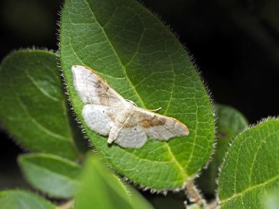 Acidalie dégénérée (L') Idaea degeneraria (Hübner, 1799)