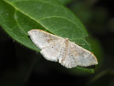 Acidalie dégénérée (L') Idaea degeneraria (Hübner, 1799)