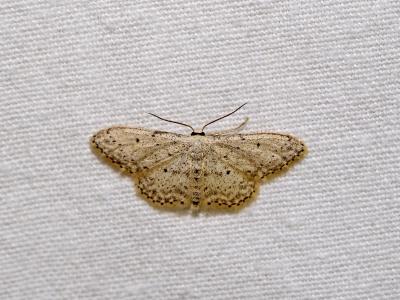 Vieillie (La) , Voisine (La) Idaea seriata (Schrank, 1802)