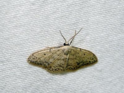 Vieillie (La) , Voisine (La) Idaea seriata (Schrank, 1802)