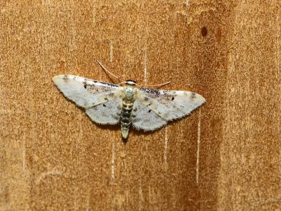 Acidalie rustique du Midi (L') Idaea filicata (Hübner, 1799)
