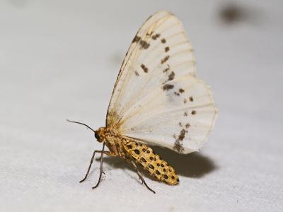 Zérène du Frêne (La), Bizarre (La),  Phalène mérid Abraxas pantaria (Linnaeus, 1767)