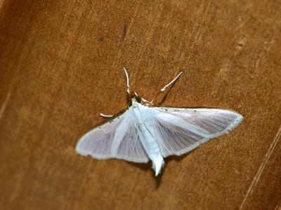  Palpita vitrealis (Rossi, 1794)