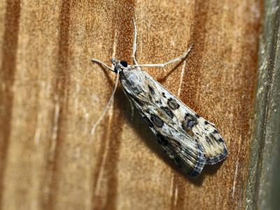  Nomophila noctuella (Denis & Schiffermüller, 1775)