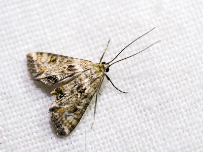  Cataclysta lemnata (Linnaeus, 1758)