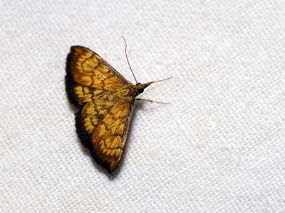  Ecpyrrhorrhoe rubiginalis (Hübner, 1796)